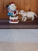 Vic, a male West Highland White Terrier for sale in Asheboro, NC – Photo 2 of 5