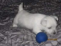 Vic, a male West Highland White Terrier for sale in Asheboro, NC – Photo 3 of 5