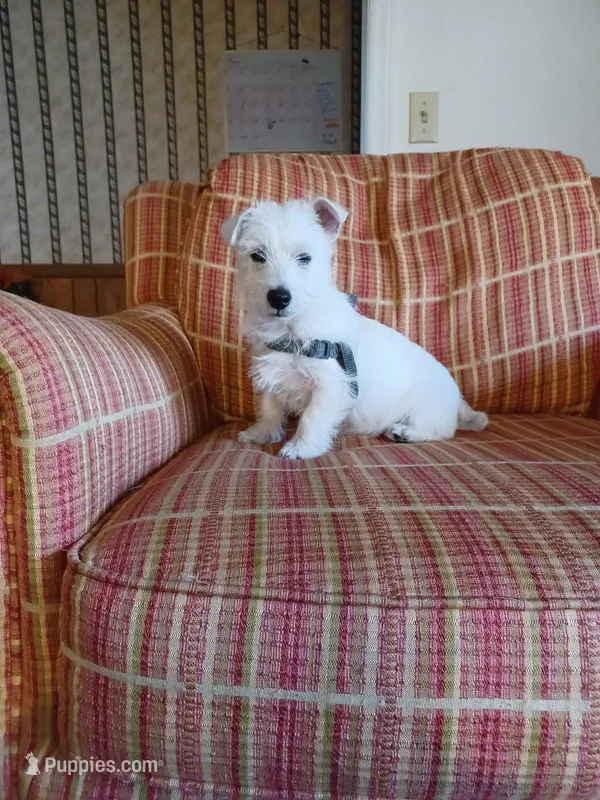 Vic, a male West Highland White Terrier for sale in Asheboro, NC – Photo 1 of 5