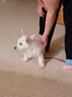 processed/967a6866-3425-4e5c-862d-7b2e954cbc9c/listing/4f013ad5-19f5-4d16-8914-01fdb1cd3532/c7e06813-c5bb-4184-be63-3337bf0d9e53