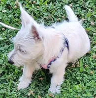 Carol, a female West Highland White Terrier for sale in Asheboro, NC – 5 of 10