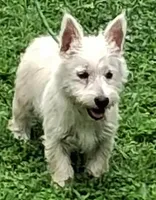 Cass, a female West Highland White Terrier for sale in Asheboro, NC – 2 of 10