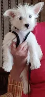 Carlie, a female West Highland White Terrier for sale in Asheboro, NC – 8 of 10