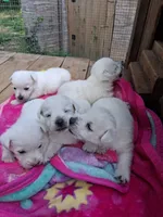 Don, a male West Highland White Terrier for sale in Asheboro, NC – 1 of 1