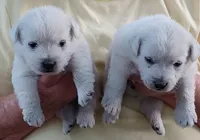 Dack, a male West Highland White Terrier for sale in Asheboro, NC – 3 of 4
