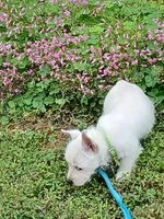 Calli, a female West Highland White Terrier for sale in Asheboro, NC – 6 of 10