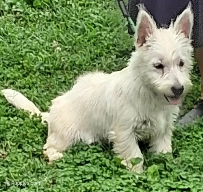 Cass – West Highland White Terrier puppy for sale in Asheboro, NC