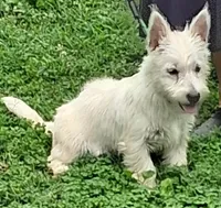 Cass, a female West Highland White Terrier for sale in Asheboro, NC – 1 of 10