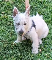 Carol, a female West Highland White Terrier for sale in Asheboro, NC – 6 of 10