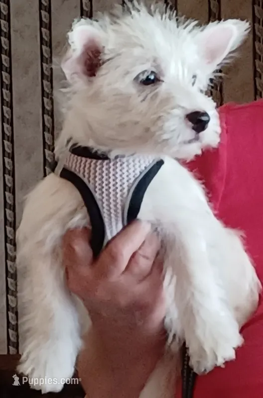 Daina – West Highland White Terrier puppy for sale in Asheboro, NC