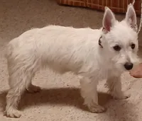 Cuddles, a female West Highland White Terrier for sale in Asheboro, NC – 4 of 10