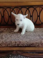 Carol, a female West Highland White Terrier for sale in Asheboro, NC – 9 of 10
