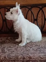 Carol, a female West Highland White Terrier for sale in Asheboro, NC – 2 of 10