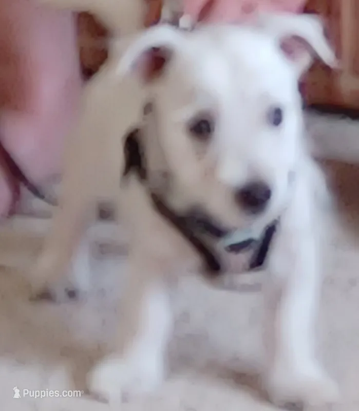 Dolly – West Highland White Terrier puppy for sale in Asheboro, NC