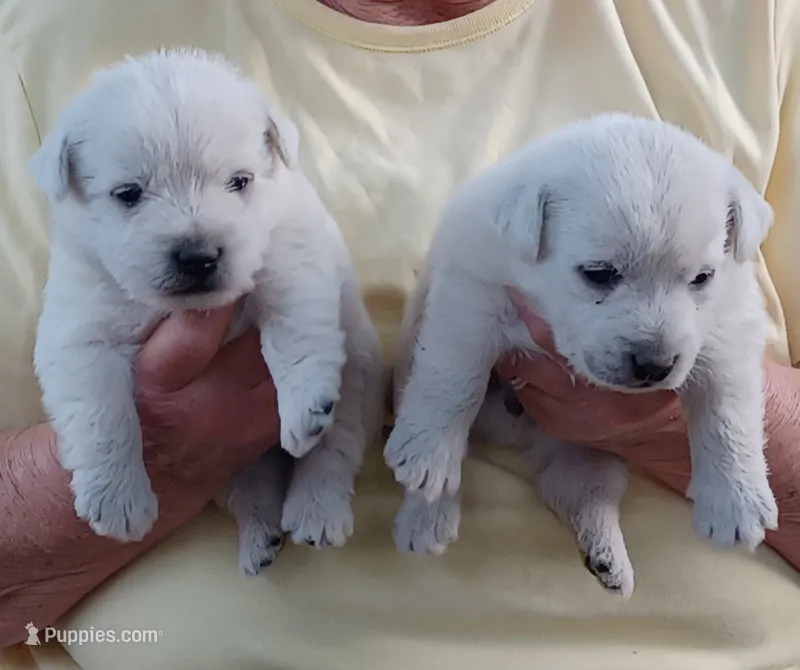 Dan, a male West Highland White Terrier for sale in Asheboro, NC – 1 of 4
