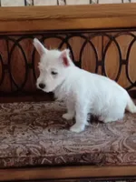 Carol, a female West Highland White Terrier for sale in Asheboro, NC – 5 of 10