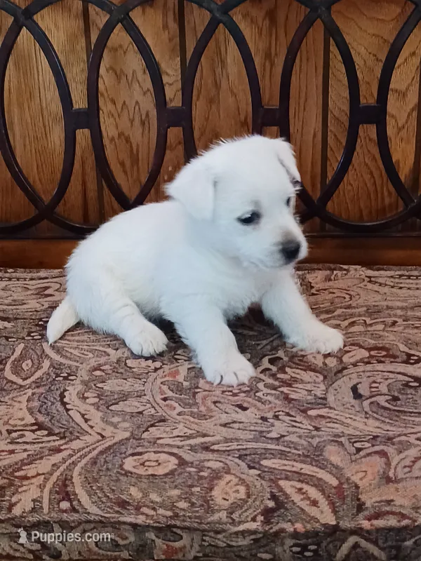 Dack – West Highland White Terrier puppy for sale in Asheboro, NC