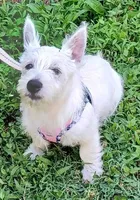 Carol, a female West Highland White Terrier for sale in Asheboro, NC – 3 of 10