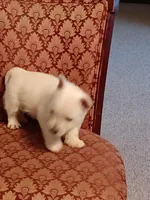 Abner, a male West Highland White Terrier for sale in Asheboro, NC – Photo 4 of 7