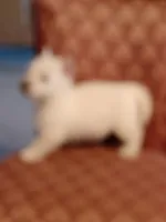 Abner, a male West Highland White Terrier for sale in Asheboro, NC – Photo 7 of 7