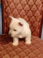 Abner, a male West Highland White Terrier for sale in Asheboro, NC – Photo 3 of 7