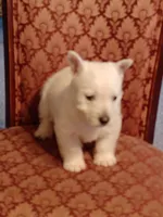 Abner, a male West Highland White Terrier for sale in Asheboro, NC – Photo 2 of 7