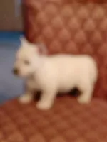 Abner, a male West Highland White Terrier for sale in Asheboro, NC – Photo 6 of 7