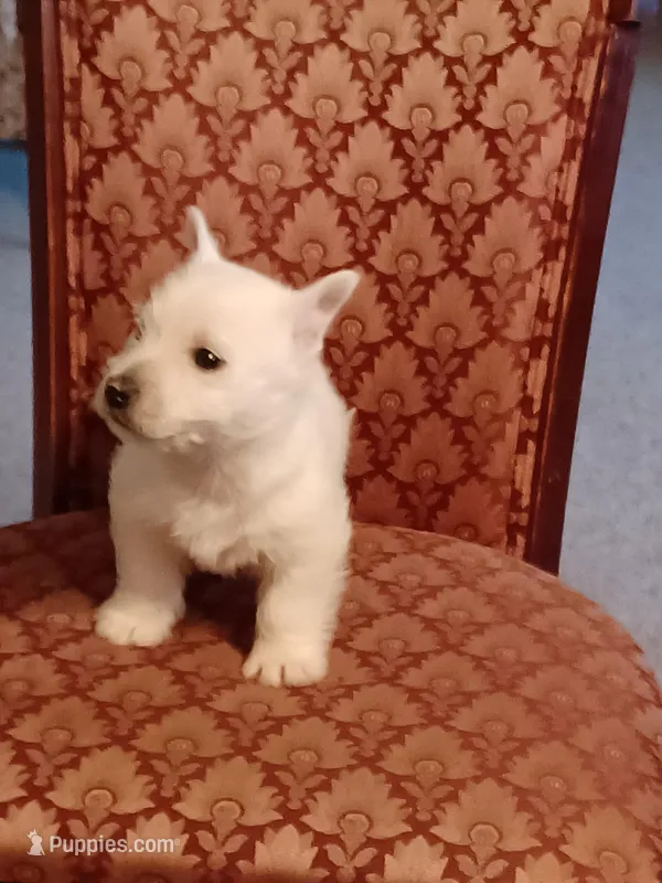 Abner, a male West Highland White Terrier for sale in Asheboro, NC – Photo 1 of 7