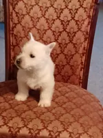 Abner, a male West Highland White Terrier for sale in Asheboro, NC – Photo 1 of 7