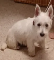 Cuddles, a female West Highland White Terrier for sale in Asheboro, NC – 7 of 10