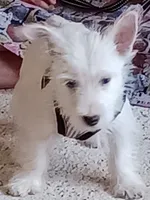 Carlie, a female West Highland White Terrier for sale in Asheboro, NC – 5 of 10