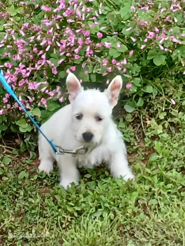 Calli – West Highland White Terrier puppy for sale in Asheboro, NC