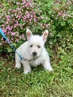 Calli, a female West Highland White Terrier for sale in Asheboro, NC – 1 of 10