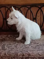 Carol, a female West Highland White Terrier for sale in Asheboro, NC – 3 of 10