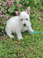 Calli, a female West Highland White Terrier for sale in Asheboro, NC – 7 of 10