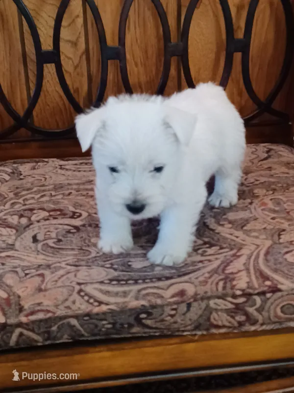 Dan – West Highland White Terrier puppy for sale in Asheboro, NC