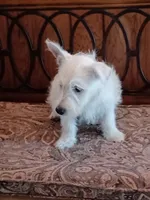 Candy, a female West Highland White Terrier for sale in Asheboro, NC – 5 of 10