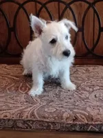 Candy, a female West Highland White Terrier for sale in Asheboro, NC – 4 of 10