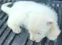 Daina, a female West Highland White Terrier for sale in Asheboro, NC – 5 of 7