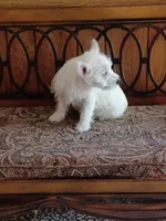 Carol, a female West Highland White Terrier for sale in Asheboro, NC – 7 of 10