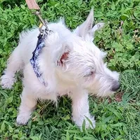 Carol, a female West Highland White Terrier for sale in Asheboro, NC – 9 of 10