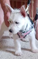 Dolly, a female West Highland White Terrier for sale in Asheboro, NC – 3 of 10