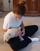 Albert, a male West Highland White Terrier for sale in Asheboro, NC – Photo 6 of 8