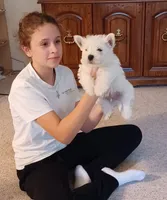 Albert, a male West Highland White Terrier for sale in Asheboro, NC – Photo 1 of 8