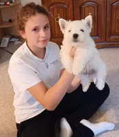 Albert, a male West Highland White Terrier for sale in Asheboro, NC – Photo 8 of 8