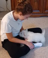 Albert, a male West Highland White Terrier for sale in Asheboro, NC – Photo 2 of 8