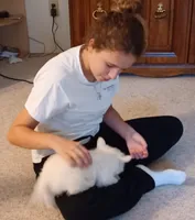 Albert, a male West Highland White Terrier for sale in Asheboro, NC – Photo 7 of 8