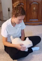 Albert, a male West Highland White Terrier for sale in Asheboro, NC – Photo 3 of 8