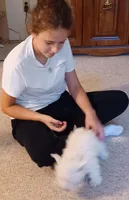 Albert, a male West Highland White Terrier for sale in Asheboro, NC – Photo 5 of 8