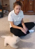 Albert, a male West Highland White Terrier for sale in Asheboro, NC – Photo 4 of 8